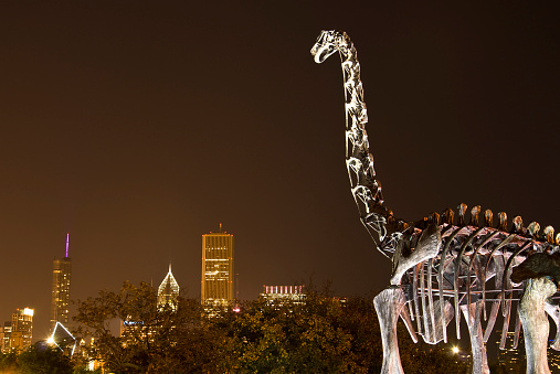 Chicago, Illinois, USA - October 10, 2011: The Field Museum of natural history. Dinosaur skeleton in front of the museum in the background the night skyline of chicago