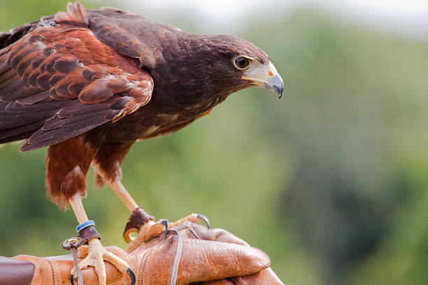 gavião-asa-de-telha - falconry glove - fotografias e filmes do acervo