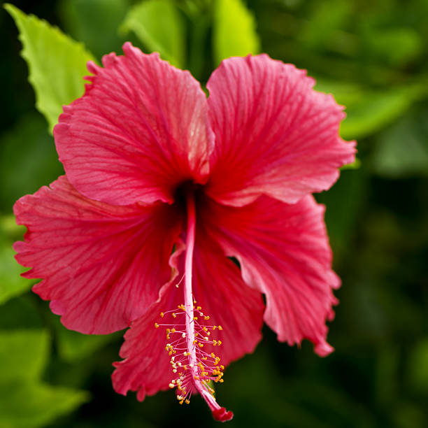 istock Beautiful wild flowers 471340714