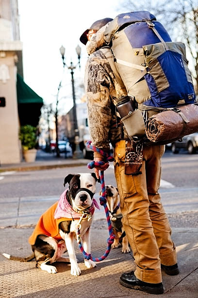 Portland, Oregon, USA - December 9, 2011: A man carrying a hiking backpack and tent waits to cross an intersection with his dogs.