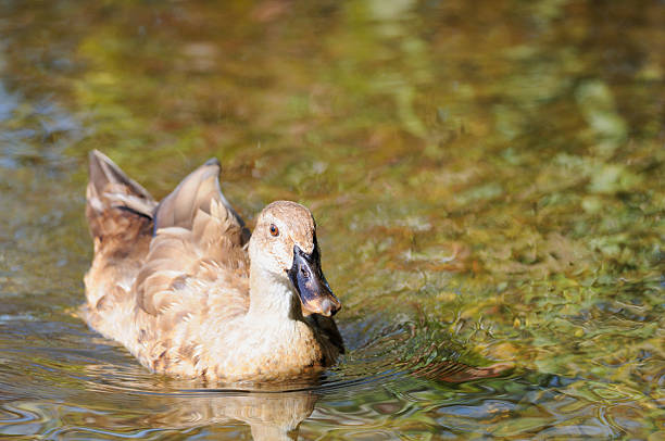 istock Duck swimming in lake or river 471341259