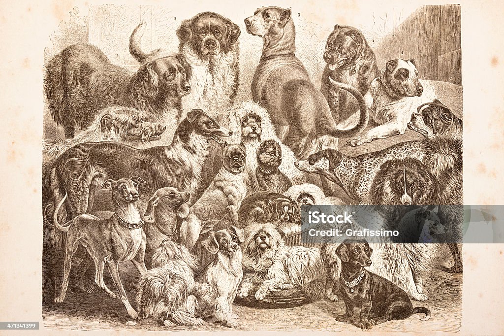 Engraving purebred dogs from 1878 Beautiful engraving of purebred dogs with numbers to identify the breed Boxer - Dog stock illustration