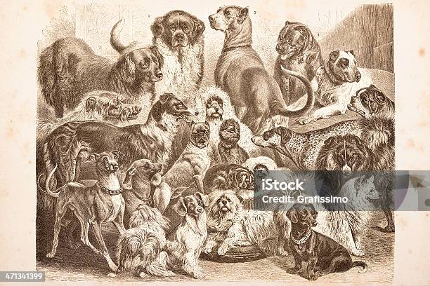 Engraving Purebred Dogs From 1878 Stock Illustration - Download Image Now - Boxer - Dog, Dachshund, German Shepherd
