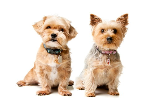 Yorkshire Terrier dog, full body