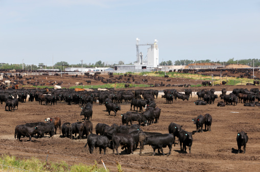 A big herd of cattle in a Kansas outdoor feedlot.  Most of the cattle in the foreground are oblivious to the photographer while a few stop and stare.  In the background other cattle are oblivious and continue feeding.  Mostly black cattle with a few brown and lighter colored animals.  On the horizon stand the sheds and feeding towers for the feedlot