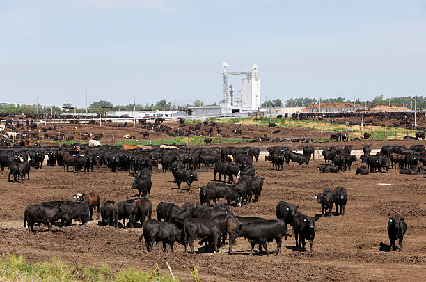 Cattle in dry outdoor Kansas feedlot A big herd of cattle in a Kansas outdoor feedlot.  Most of the cattle in the foreground are oblivious to the photographer while a few stop and stare.  In the background other cattle are oblivious and continue feeding.  Mostly black cattle with a few brown and lighter colored animals.  On the horizon stand the sheds and feeding towers for the feedlot beef cattle feeding stock pictures, royalty-free photos & images