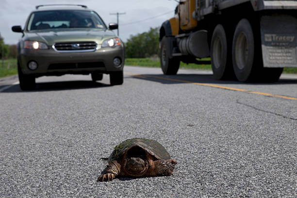 Snapping Turtle Crossing the Road stock photo