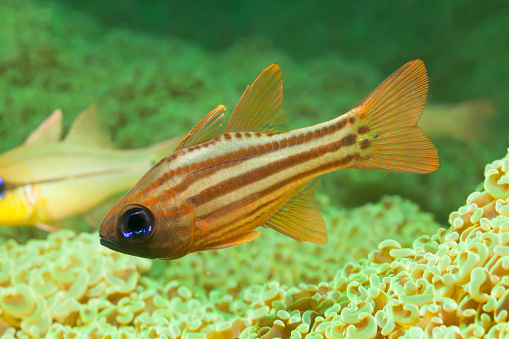 The Ochre-striped Cardinalfish (max. length 12 cm, common length 8.5 cm) can be recognised by its blue eyes and by its colour pattern. 