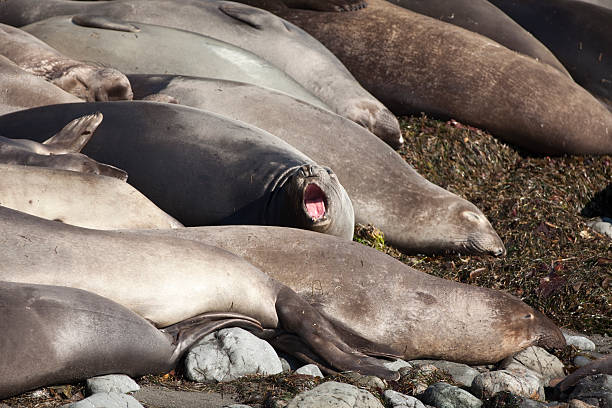 linha de jovem elefantes-marinhos no piedras blancas rookery califórnia - animal elephant seal seal yawning - fotografias e filmes do acervo