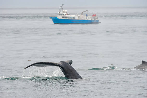 istock Humpback whale in Alaska 471343858