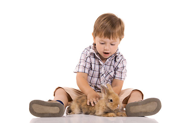 маленький мальчик с baby кролик - rabbit child pets little boys стоковые фото и изображения
