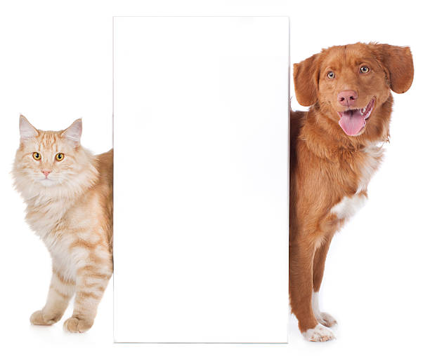 istock cat and dog are looking round the corner 471344290
