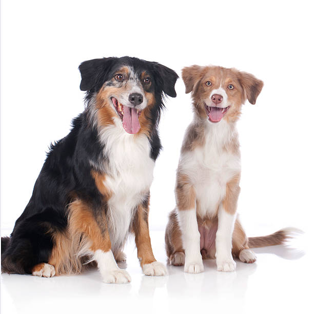 istock Two australian shepherd dogs - mother and daughter 471344312