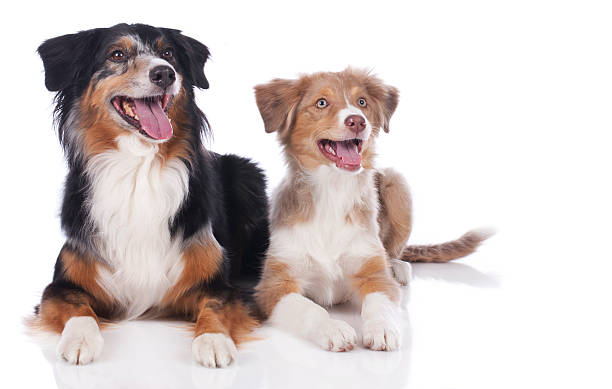 istock Two australian shepherd dogs - mother and daughter 471344314