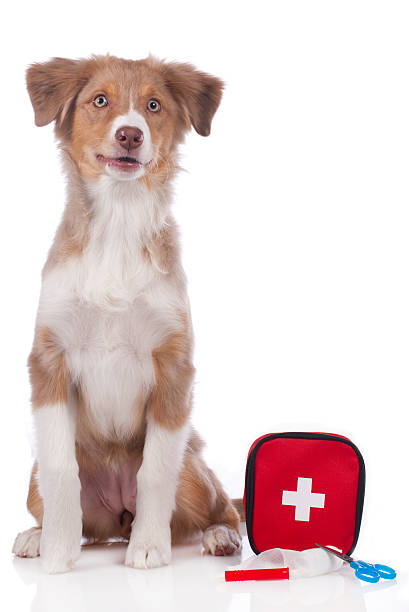 istock Australian shepherd dog with emergency kit isolated 471344340