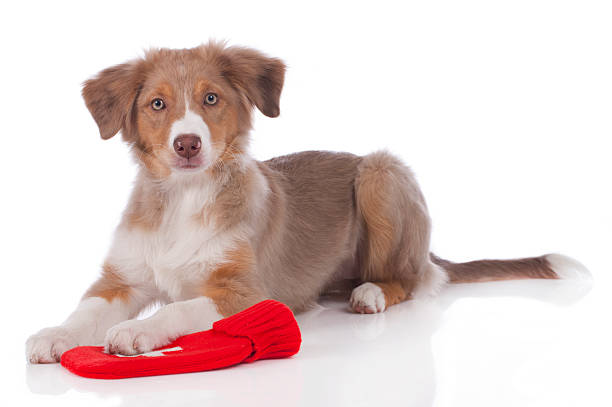 istock Australian shepherd puppy lying on hot bottle 471344342