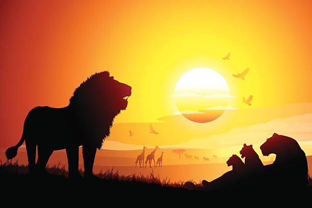 Pride of African Lions in savanna silhouettes at the sunset Pride of African Lions in savanna silhouettes safari at the sunset. lion feline stock illustrations