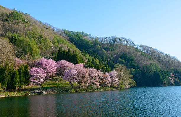 istock Cherry blossoms in Omachi, Nagano, Japan 471345376