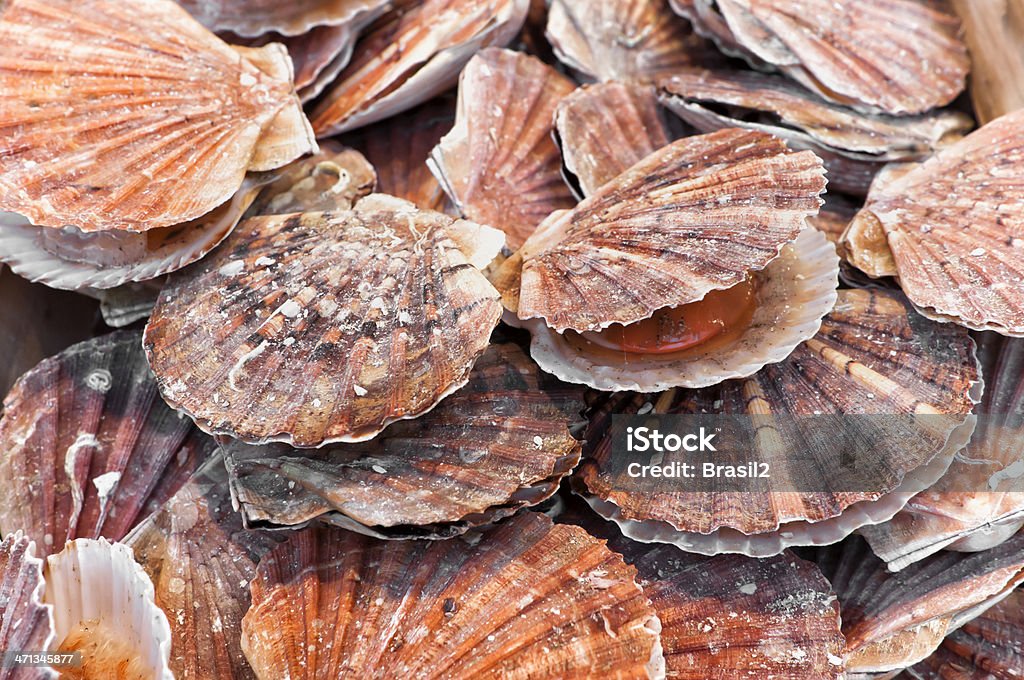 A bunch of scallops for sale at a street market Coquille Saint Jacques is a marine bivalve mollusk of the family Pectinidae. Scallops are a cosmopolitan family, found in all of the world's oceans. Many scallops are highly prized as a food source. The brightly colored, fan-shaped shells of some scallops, with their radiating fluted pattern, are valued by shell collectors. Scallop Stock Photo