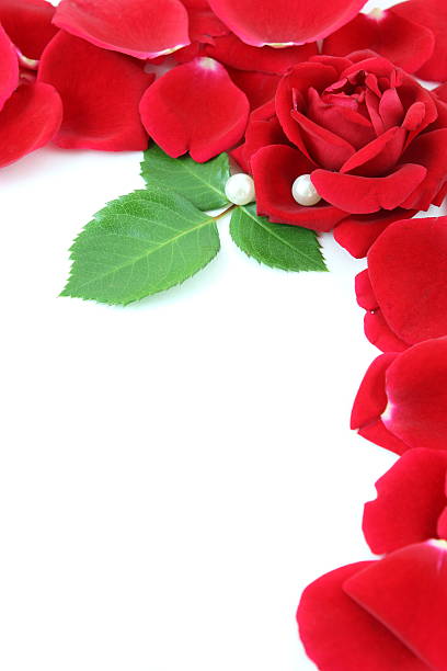 Rose Petals with copy space red rose petals frame on white background. beauty and beast rose stock pictures, royalty-free photos & images