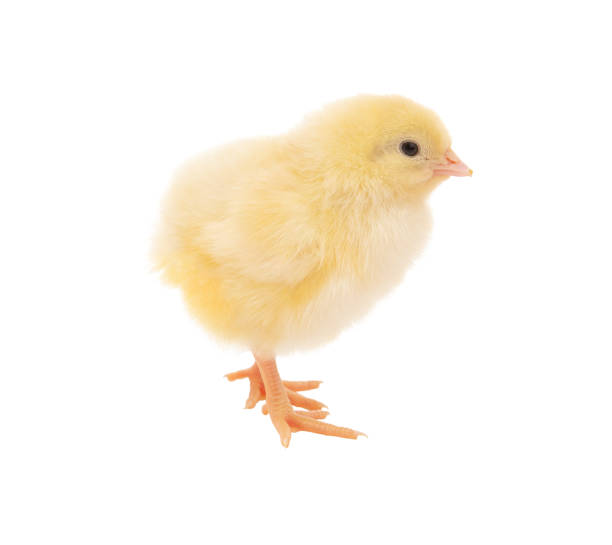 Easter Chick Rhode Island White Baby Chick isolated on white. baby chicken photos stock pictures, royalty-free photos & images