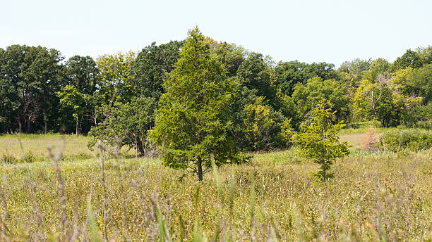 istock Green Forest in Minnesota Wilderness Area 471348340