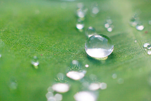 istock drops of dew on a green grass 471348446