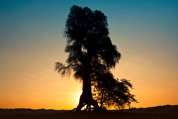 istock Lonely desert in sunrise, Dubai, UAE 471348546
