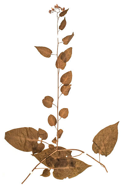 istock dried plant - Solanum dulcamara 471348628