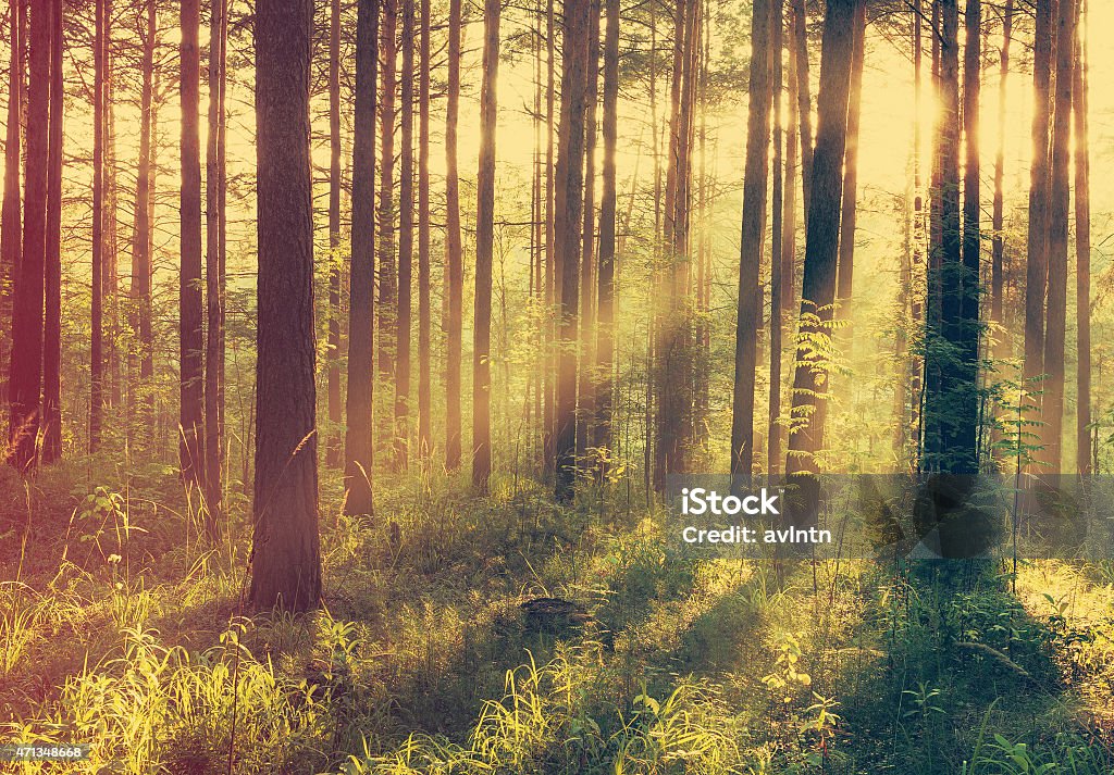 sunset in the woods beautiful sunset in the woods, retro filtered 2015 Stock Photo