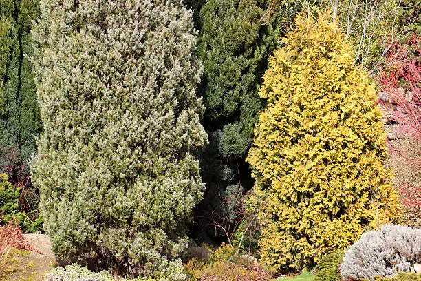 Photo showing a conifer garden that has been planted with a group of small, dwarf conifers with green, silver and golden yellow foliage.