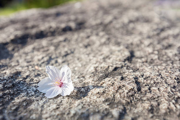 istock Cherry blossom (sakura) dropped on ground 471349582