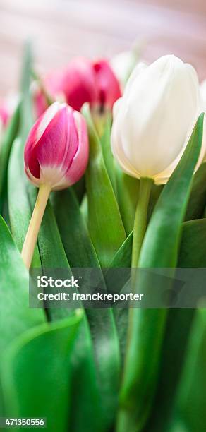 Colorful Tulips Bouquet Stock Photo - Download Image Now - 2015, Anniversary, Arrangement