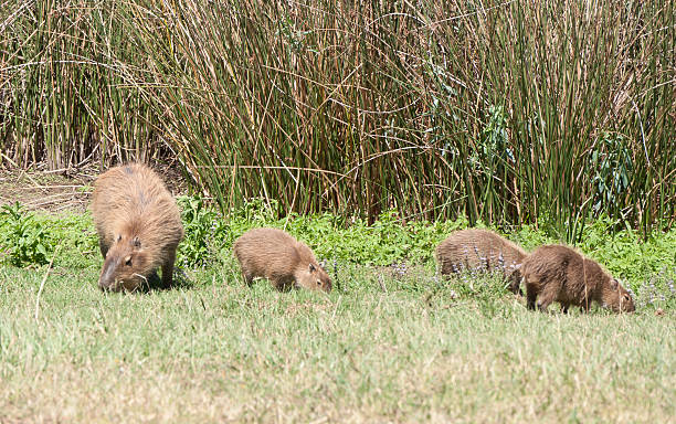 Capivara Família - fotografia de stock