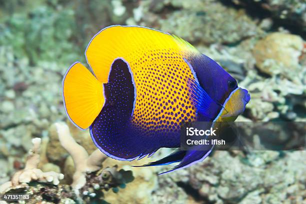 Bluegirdled Angelfish Pomacanthus Navarchus Swimming Along Bunaken North Sulawesi Indonesia Stock Photo - Download Image Now