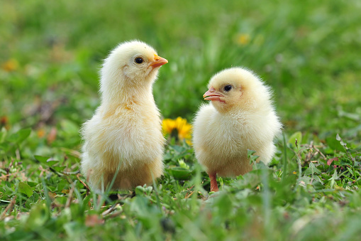 Photo of two young chickens in a grass