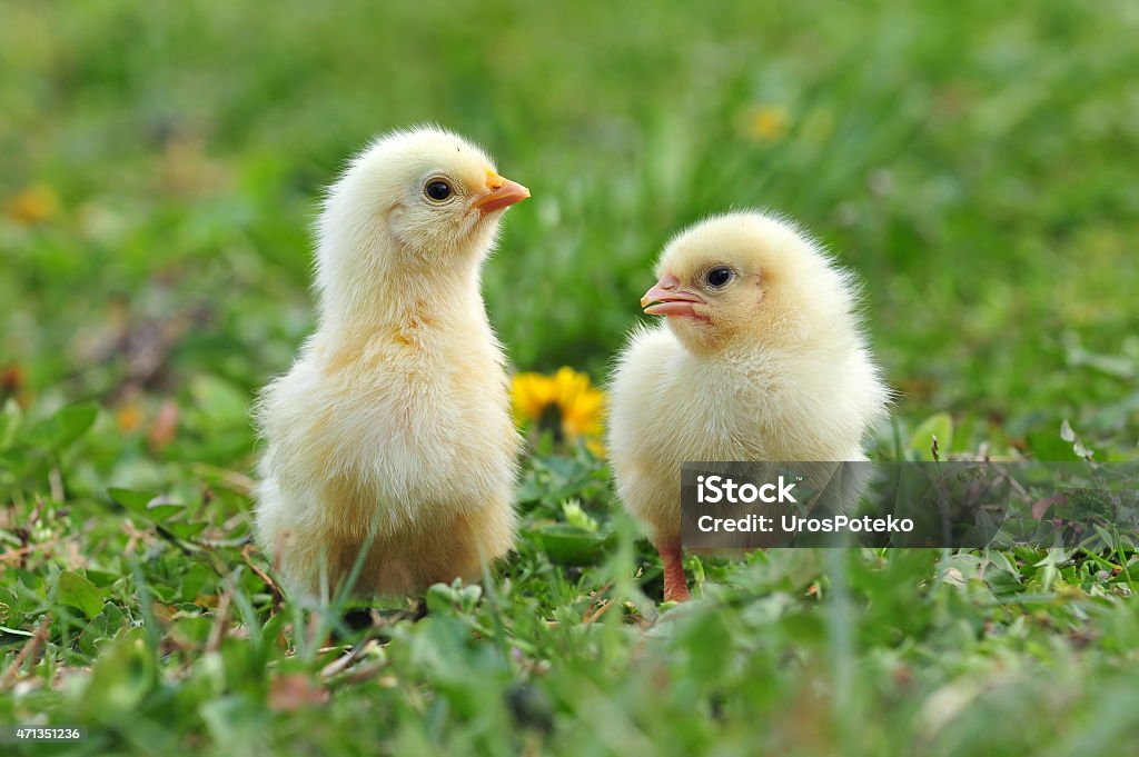 Two young chickens Photo of two young chickens in a grass Baby Chicken Stock Photo