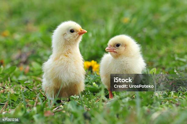 Two Young Chickens Stock Photo - Download Image Now - Baby Chicken, Meadow, Grass