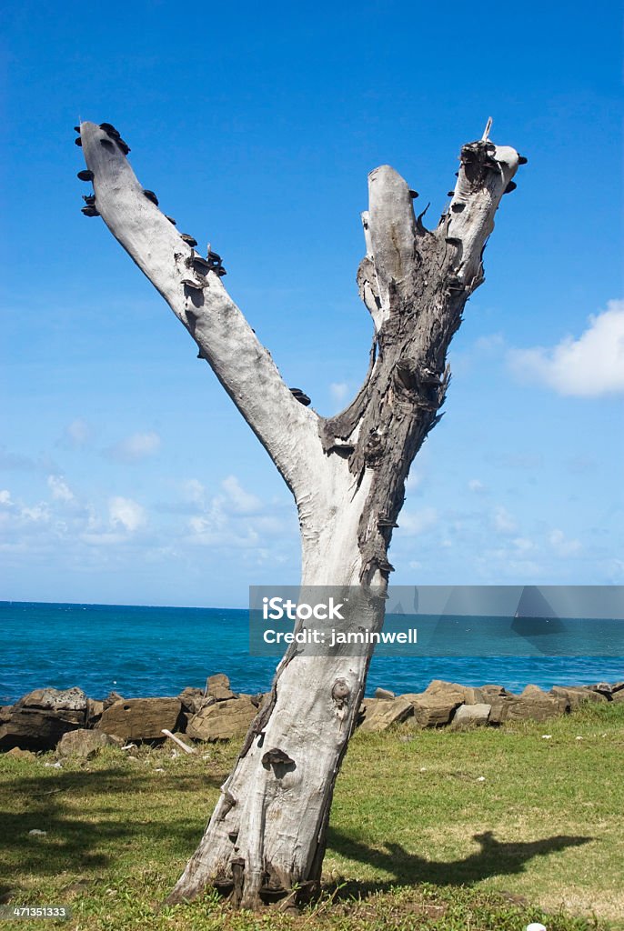 기체상태의 겨울나무 트렁크 "Y" 모양 니어 바다빛 - 로열티 프리 알파벳 Y 스톡 사진