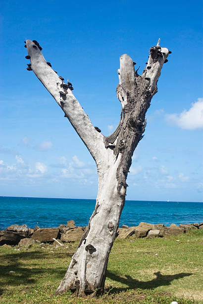 dry tree trunk in \