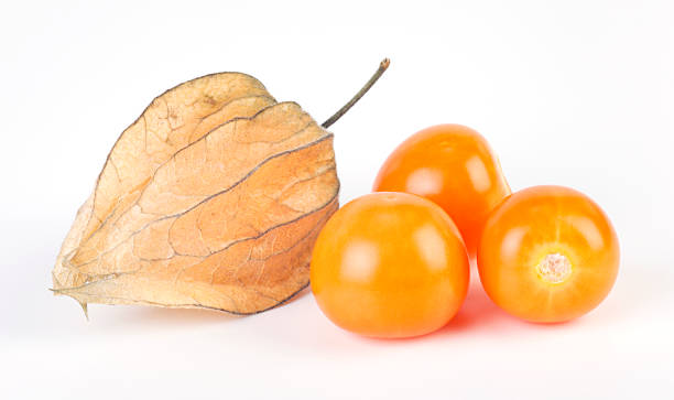 physalis - winter cherry zdjęcia i obrazy z banku zdjęć