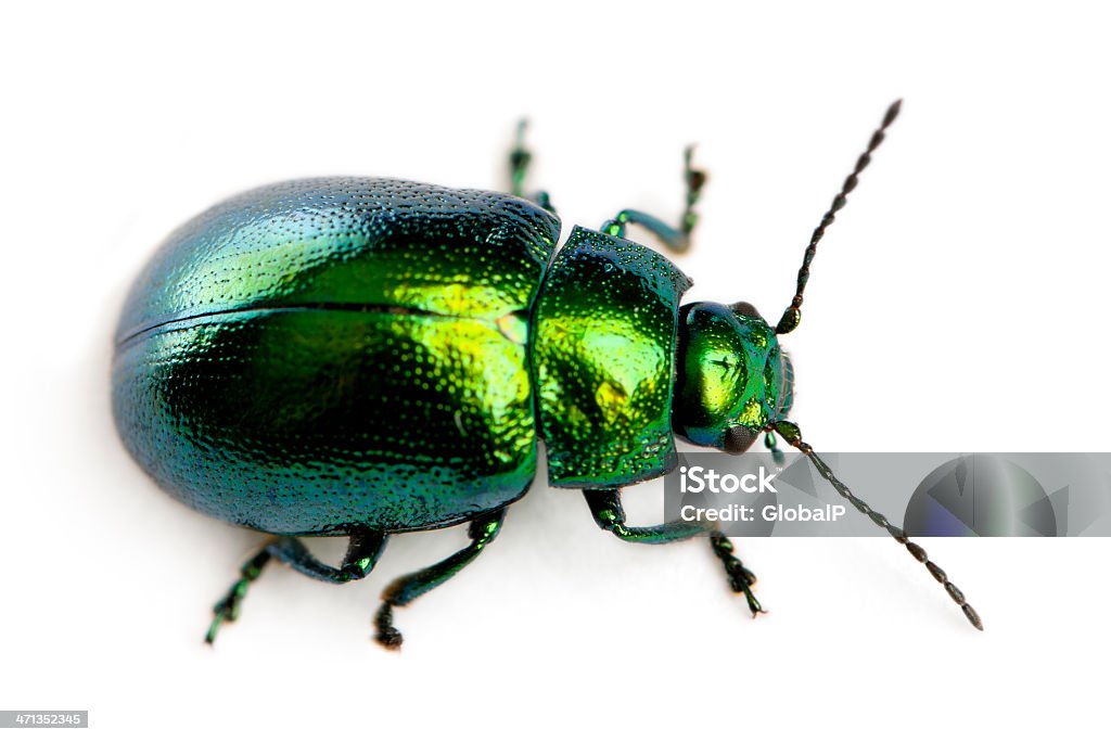 Leaf beetle, Chrysomelinae, przed białym tle - Zbiór zdjęć royalty-free (Bez ludzi)