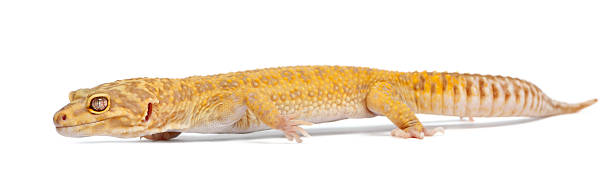 istock Aptor Leopard gecko, Eublepharis macularius, in front of white background 471352347