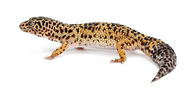 istock High yellow Leopard gecko, Eublepharis macularius, in front of white 471352353