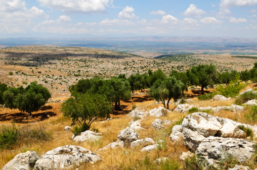 Syrian landscape and olive grove several miles northwest of Aleppo, Syria