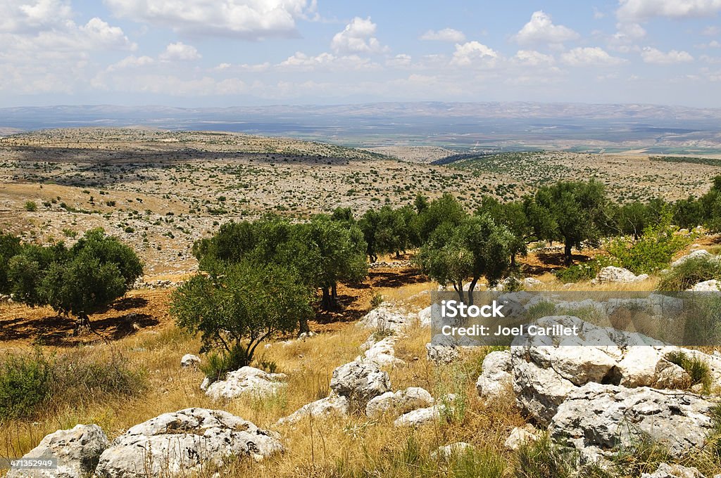 Syrian Krajobraz i olive grove poza Aleppo, Syria - Zbiór zdjęć royalty-free (Syria)