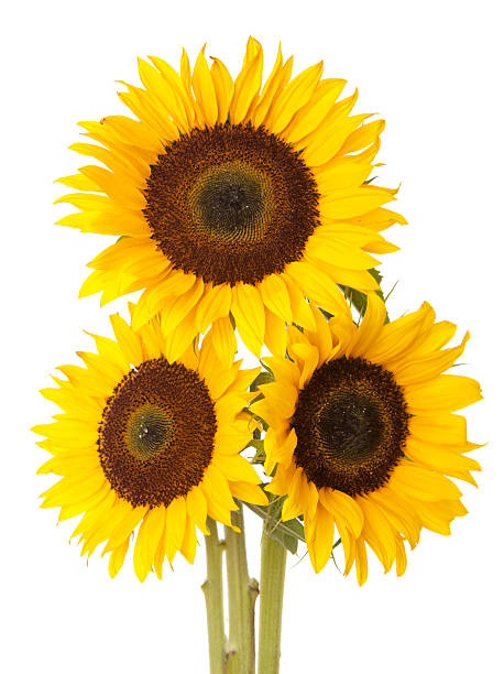istock Sunflower, isolated on white background 471353658