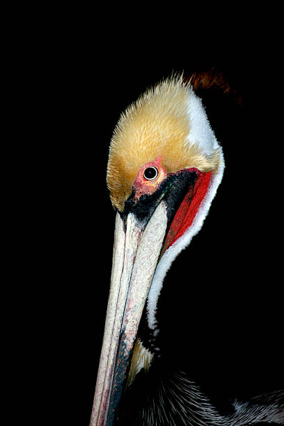 istock Pelican Night Close Up Portrait 471353679