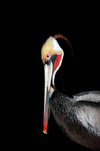 istock Pelican Night Portrait 471353681