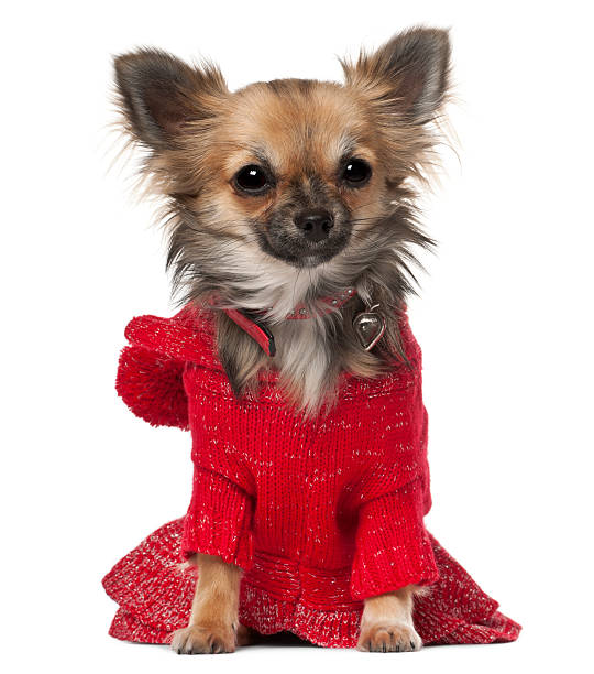istock Chihuahua, 7 months old, sitting in front of white background 471353807